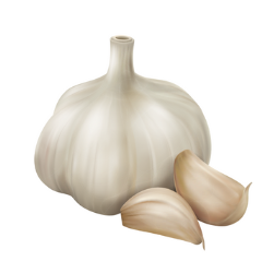 Garlic