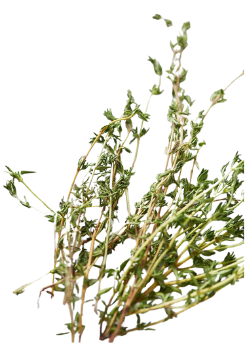 Thyme