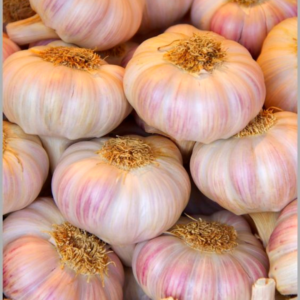 Garlic