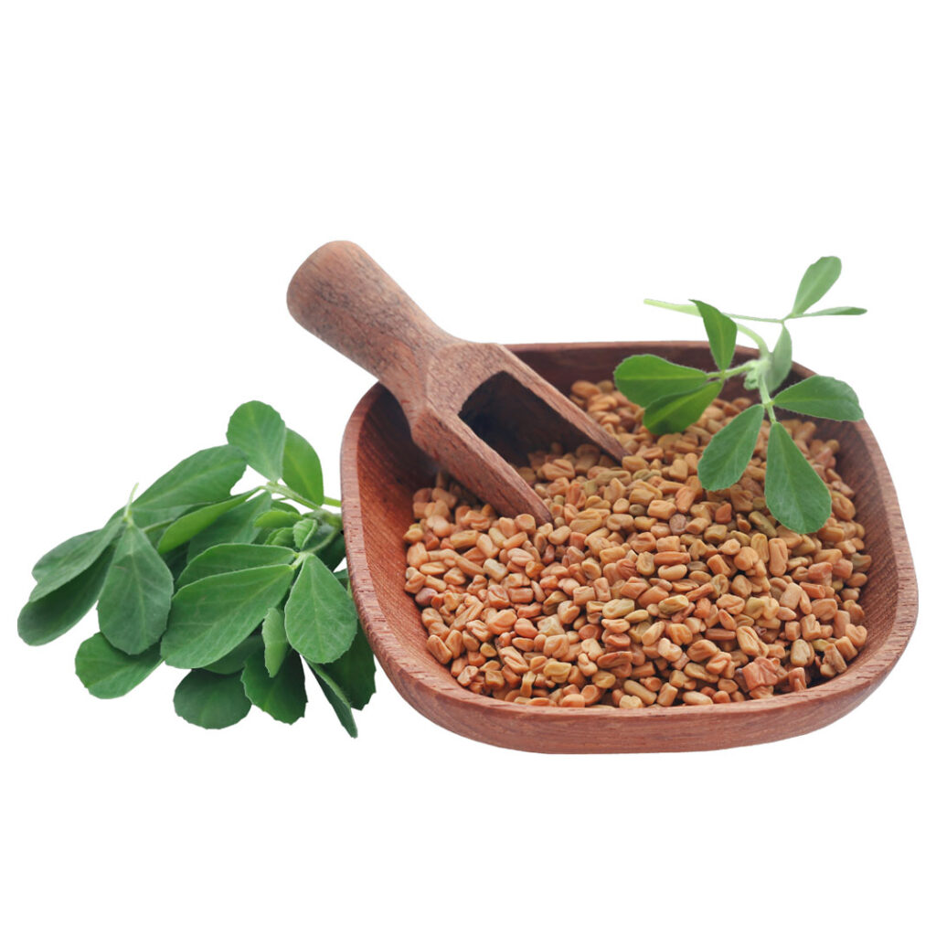 Fenugreek